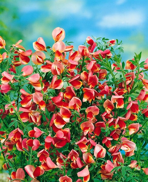 Cytisus scoparius 'Burkwoodii', Besenginster, rot-gelb, 60–80 cm