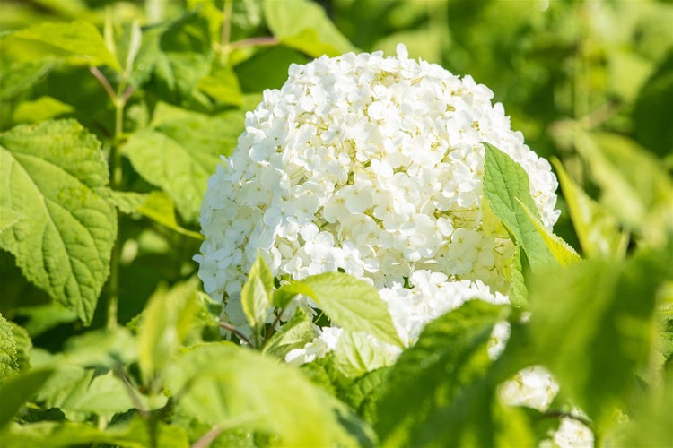 Hydrangea arborescens 'Annabelle', Schneeballhortensie, weiß, 40–60 cm