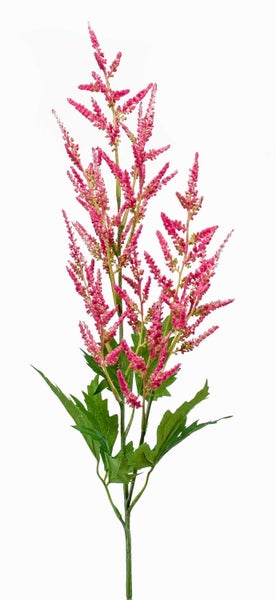 Astilbe Prachtspiere mit rosa federartigen Blütenrispen