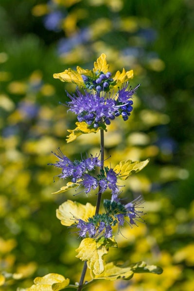 Caryopteris clandonensis 'Hint of Gold', Bartblume, goldlaubig, 30–40 cm