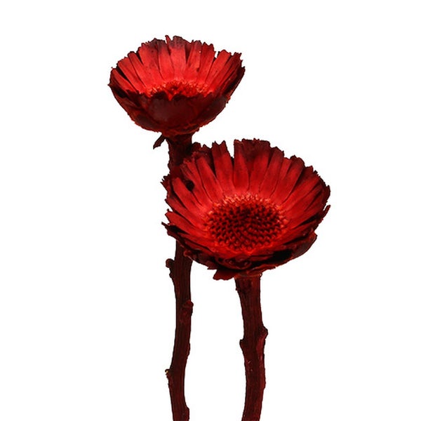 Zwei rote Zierblumen auf Stiel