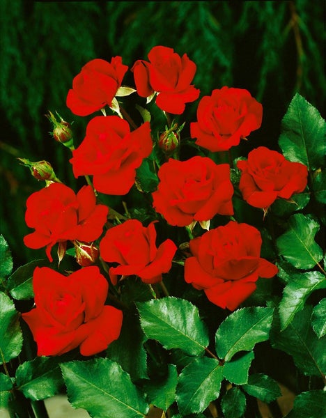 Rosa 'Nina Weibull', Beetrose, leuchtend rot, 3-5 Liter Container