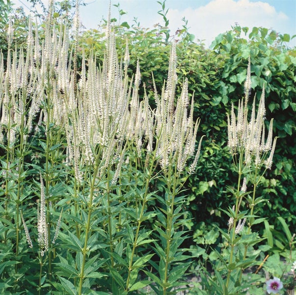 Veronicastrum virginicum 'Album', Ehrenpreis, weiß, ca. 11x11 cm Topf