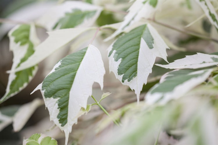 Acer negundo 'Flamingo', Eschen-Ahorn, rosa-weiß, 80–100 cm