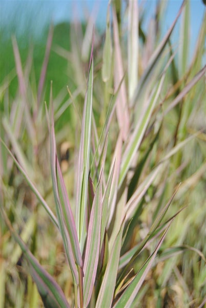 Hohes Ziergras mit schmalen Blättern
