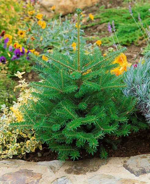 Abies koreana 'Molli', Koreanische Tanne, kompakt, 20–30 cm