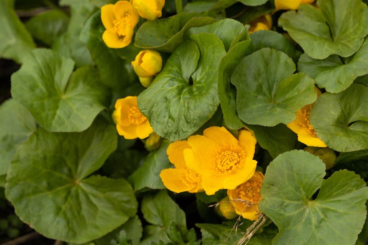 Sumpfdotterblume mit gelben Blüten und grünen Blättern