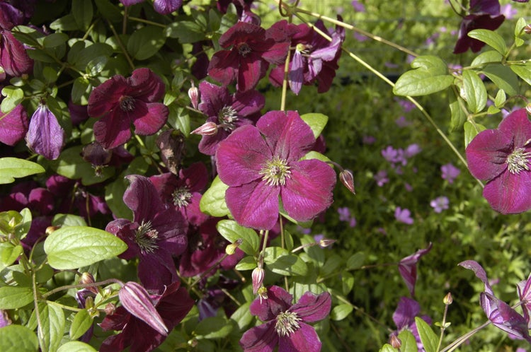 Clematis viticella 'Royal Velours', Waldrebe, samtrot, 40–60 cm