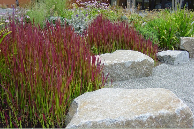 SAFLAX Garden to go - Japanisches Blutgras - Imperata cylindrica - 50 Samen - Mit Topf, Klima - Deckel und Anzuchtsubstrat