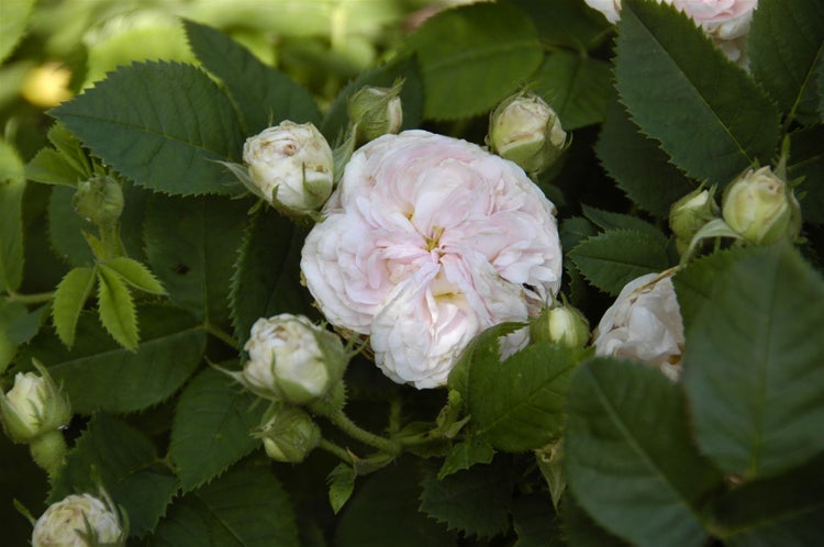 Rosa 'Felicite Parmentier', Alte Rose, rosa, 5-7,5 Liter Container