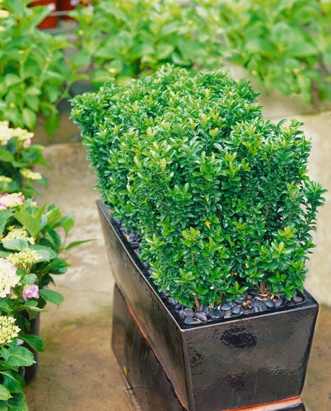 Euonymus japonicus 'Green Rocket', Spindelstrauch, ca. 9x9 cm Topf
