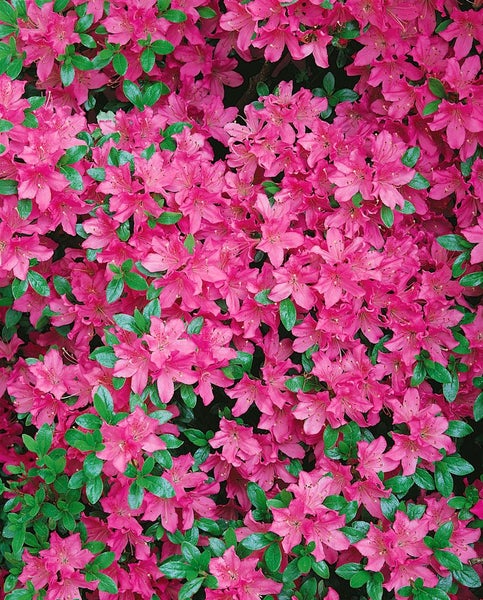 Rhododendron obt. 'Diamant Rosa', rosa Blüten, 20–25 cm