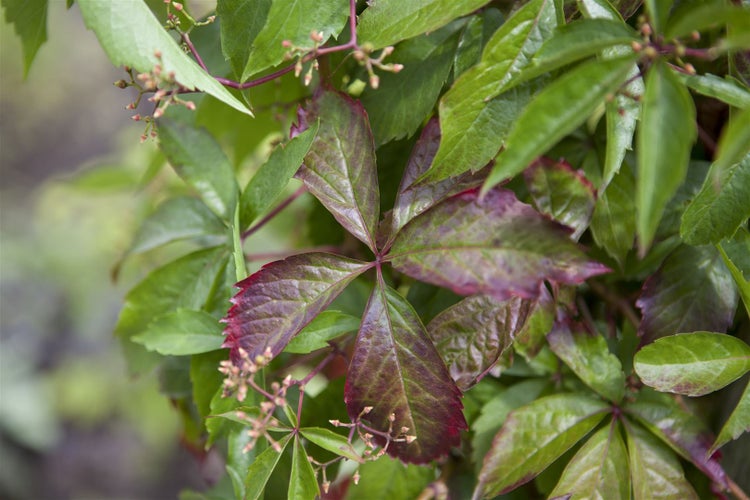 Parthenocissus quinquefolia, Wilder Wein, 60–100 cm