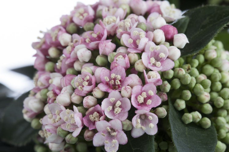 Viburnum tinus, Lorbeer-Schneeball, immergrün, 80–100 cm
