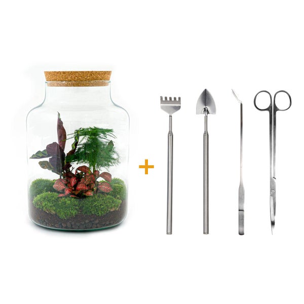 Flaschengarten Milky DIY Pflanzenterrarium  30 cm mit Calathea-Pflanze incl. Rechen, Schaufel, Pinzette und Schere