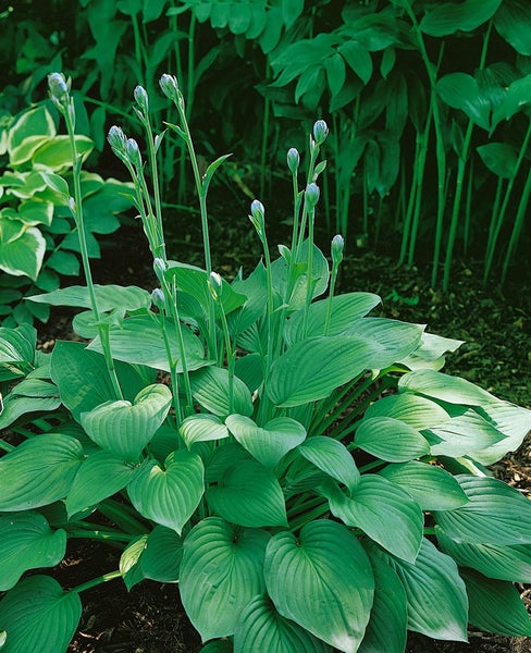 Hosta sieboldiana 'Big Daddy', Blaublatt-Funkie, ca. 11x11 cm Topf