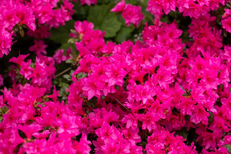 Rhododendron obtusum 'Melina', Azalee, rosa Blüten, 20–25 cm