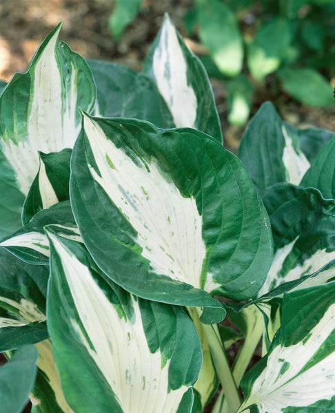 Hosta x cult. 'Antioch', Funkie, grün-weiß, ca. 11x11 cm Topf