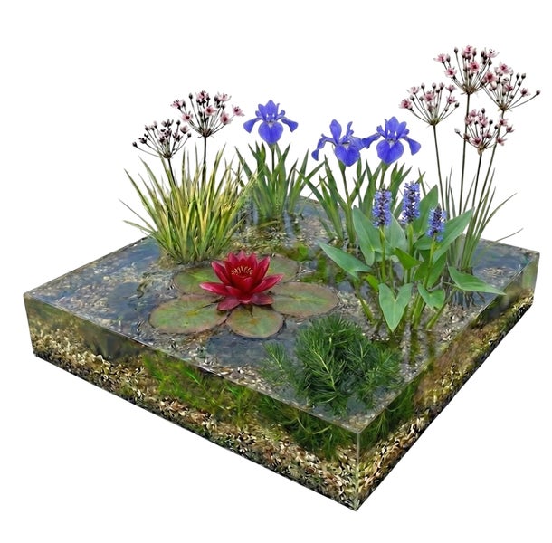 Wasserpflanzen-Set für Miniteich mit Seerose, Schwertlilie, Hechtkraut und Schwanenblume in quadratischer Schale mit Kies.