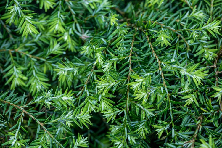 Tsuga canadensis 'Nana', Zwerg-Hemlocktanne, kompakt, 15–20 cm