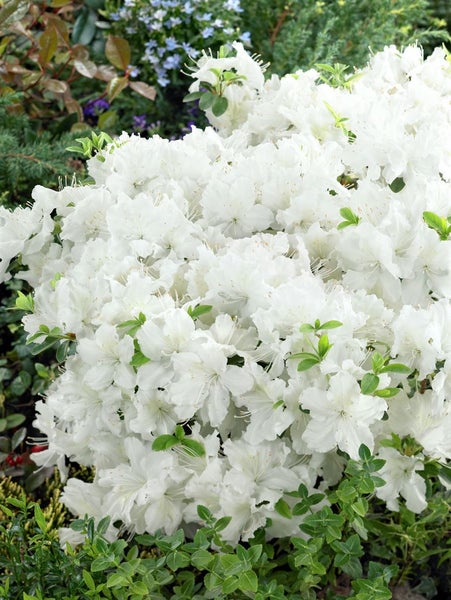 Rhododendron obtusum 'Schneesturm', Azalee, weiß, 25–30 cm