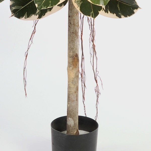 Gummibaum Ficus elastica mit panaschierten Blättern, Luftwurzeln und Stamm im schwarzen Kunststofftopf.