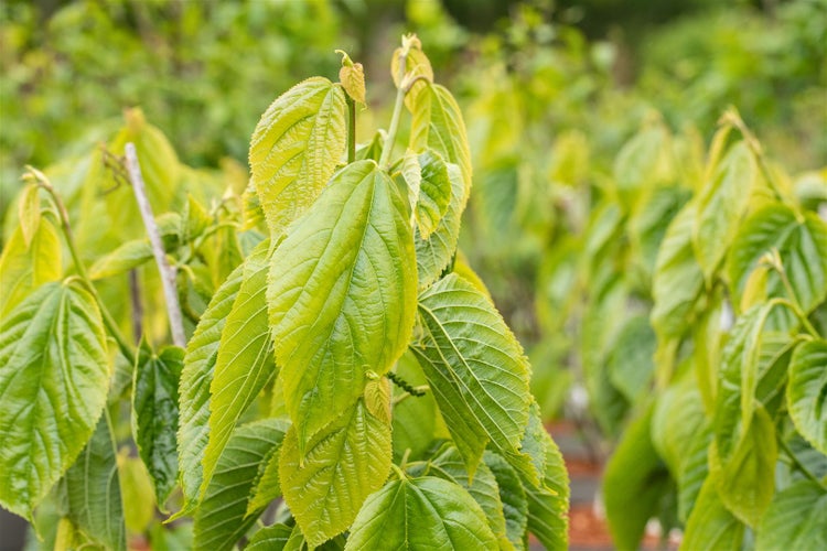 Morus alba 'Giant Fruit', Maulbeere, große Früchte, 50–60 cm