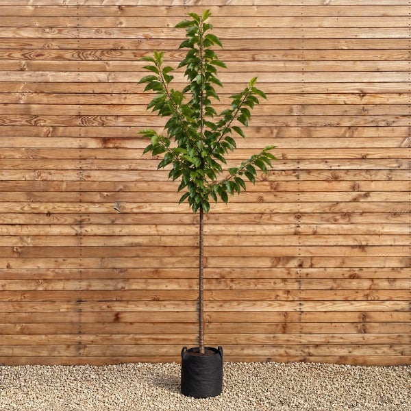 Junger Baum mit schlankem Stamm und grünen Blättern in einem schwarzen Pflanzkübel vor einer Holzwand.