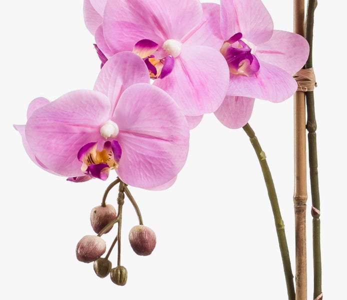 Phalaenopsis-Orchidee mit rosa Blüten und Knospen am Stiel.