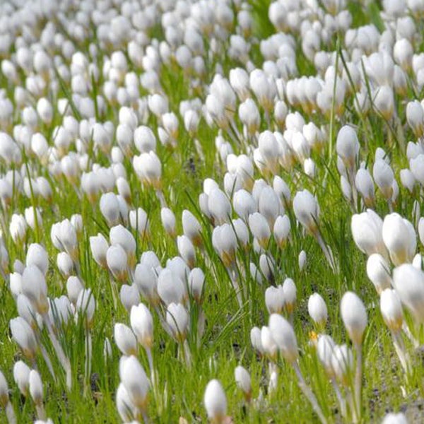 Feld mit weißen Krokusblüten im Frühling