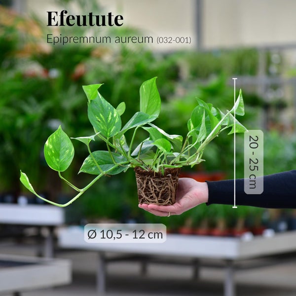 Grünlilie & Efeutute – Hängendes Zimmerpflanzen Starterpack – 2 Rankende Zimmerpflanzen – frisch aus der Gärtnerei – Höhe 15-25 cm – Töpfe 10,5-12 cm – Green Me Up