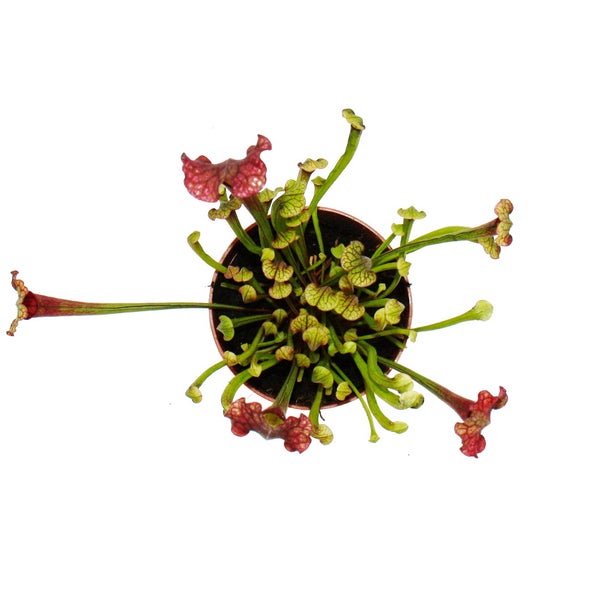 Schlauchpflanze - Sarracenia Judith - Fleischfressende Pflanze - 9cm Topf