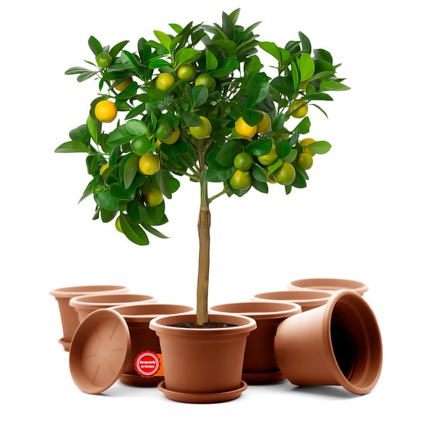 Mandarinenbaum im Topf mit zusätzlichen leeren Blumentöpfen