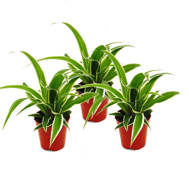 Chlorophytum Mini, 3er Set, Grünlilie