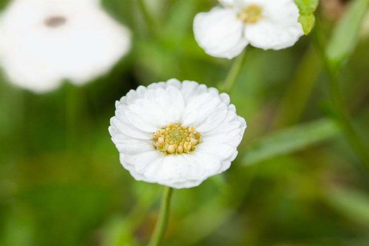 Achillea ptarmica 'The Pearl', Sumpfschafgarbe, weiß, ca. 9x9 cm Topf