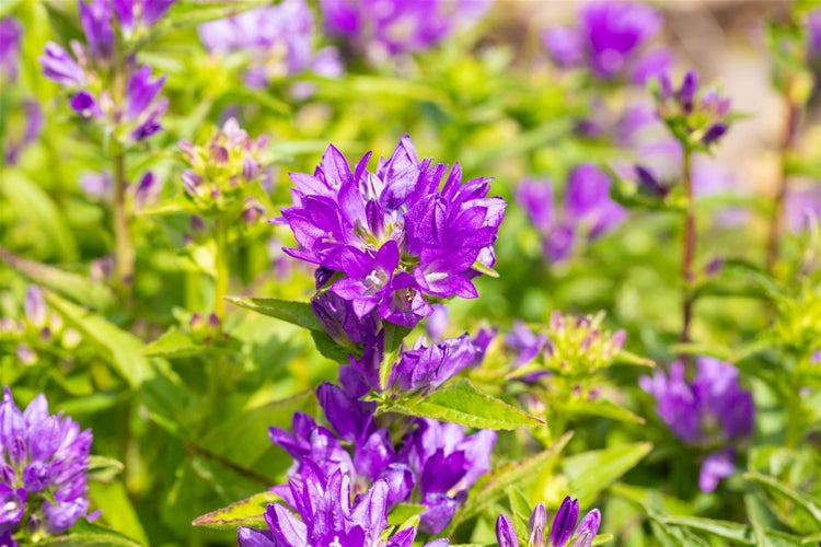 Campanula glomerata 'Acaulis', Glockenblume, violett, ca. 9x9 cm Topf