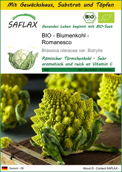 SAFLAX Anzucht Set - BIO - Blumenkohl - Romanesco - Brassica oleracea var. Botrytis - 50 Samen - Mit Mini-Gewächshaus, Anzuchtsubstrat und 2 Töpfen