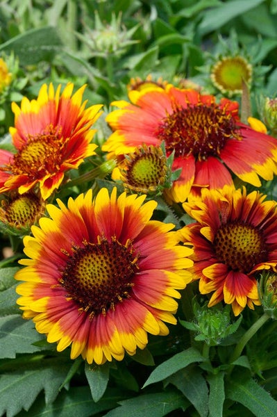 Gaillardia x grandiflora 'Arizona Sun', Kokardenblume, rot-gelb, ca. 9x9 cm Topf