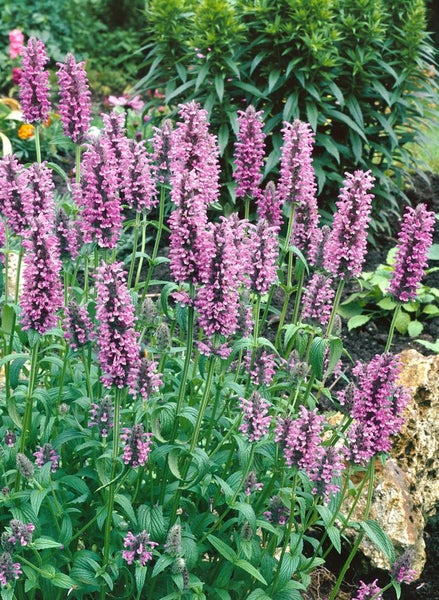 Aufnahme von Betonica officinalis in einem Garten.