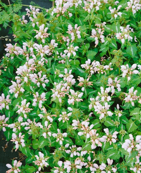 Lamium maculatum 'Shell Pink', Taubnessel, zartrosa, ca. 9x9 cm Topf