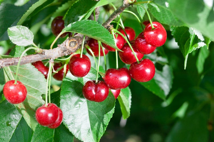 Prunus cerasifera 'Rexelle', Kirschpflaume, 150–200 cm