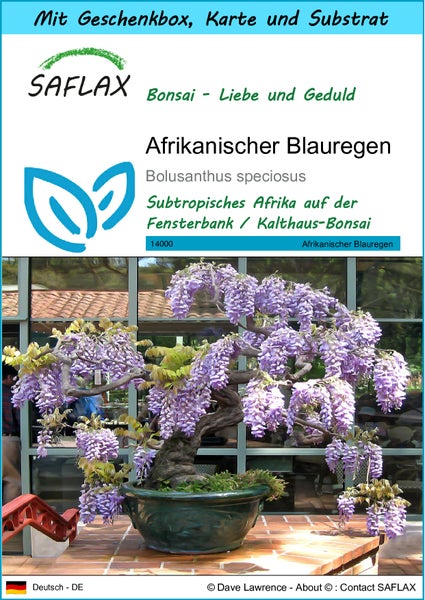 SAFLAX Geschenk Set - Afrikanischer Blauregen - Bolusanthus speciosus - 15 Samen - Mit Geschenkbox, Versandaufkleber, Geschenkkarte und Anzuchtsubstrat
