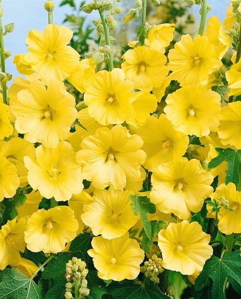 Gelbe Stockrosenblüten mit grünen Blättern