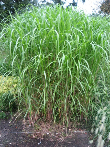 4 x Riesen Chinaschilf, ideal als Hecke und Sichtschutz, Miscanthus giganteus