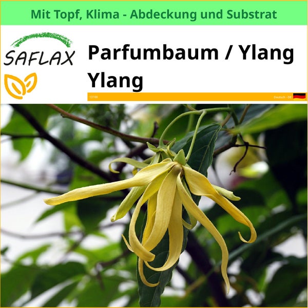 Saflax Parfümbaum, auch bekannt als Ylang-Ylang, im Topf mit Klimaabdeckung und Substrat