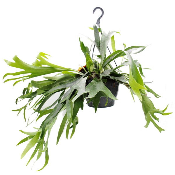 Produktdetails des Tectake Home Leiterregals mit Maßen und technischen Daten.