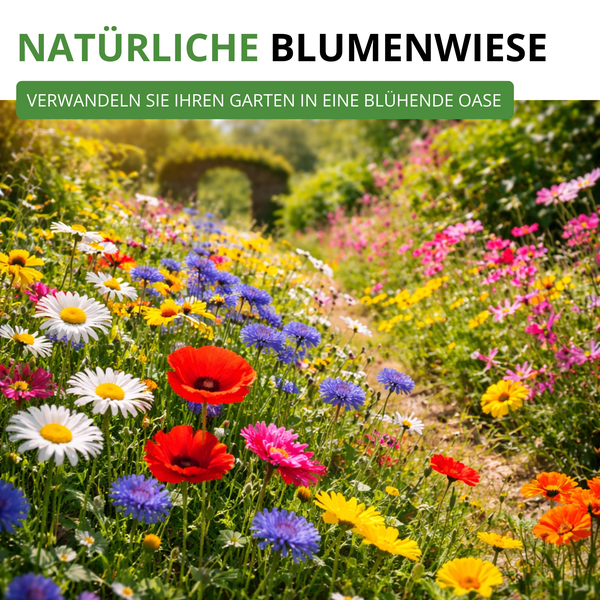 Üppige, bunte Wildblumenwiese mit Mohnblumen, Margeriten und Kornblumen entlang eines Gartenwegs, der zu einem Steinbogen führt.