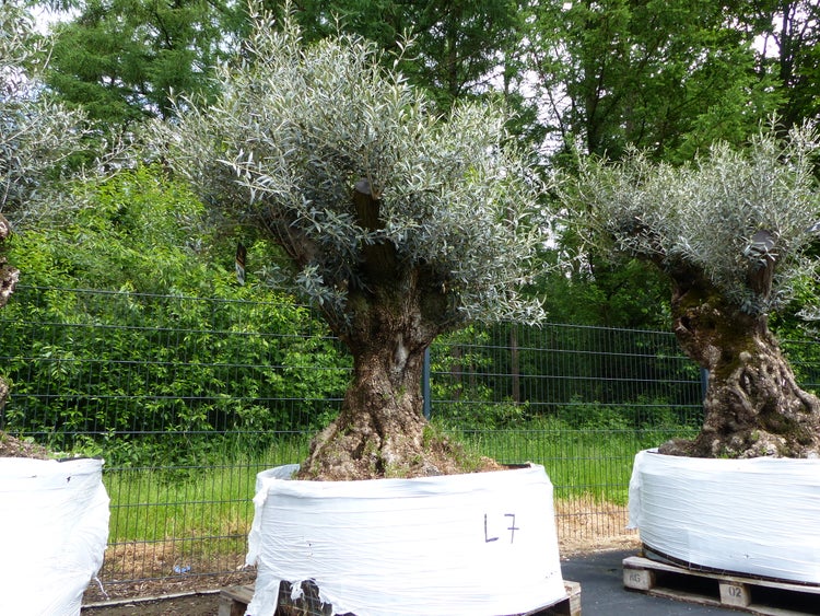 genau dieser Baum L7 Olivenbaum 245 cm, knorrige alte urige Olive winterhart