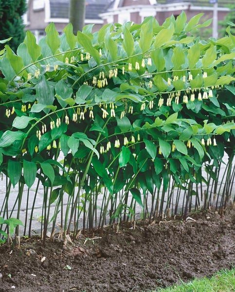 Polygonatum multiflorum, Salomonssiegel, ca. 9x9 cm Topf