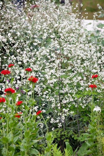 Gypsophila repens, Teppich-Schleierkraut, weiß, ca. 9x9 cm Topf
